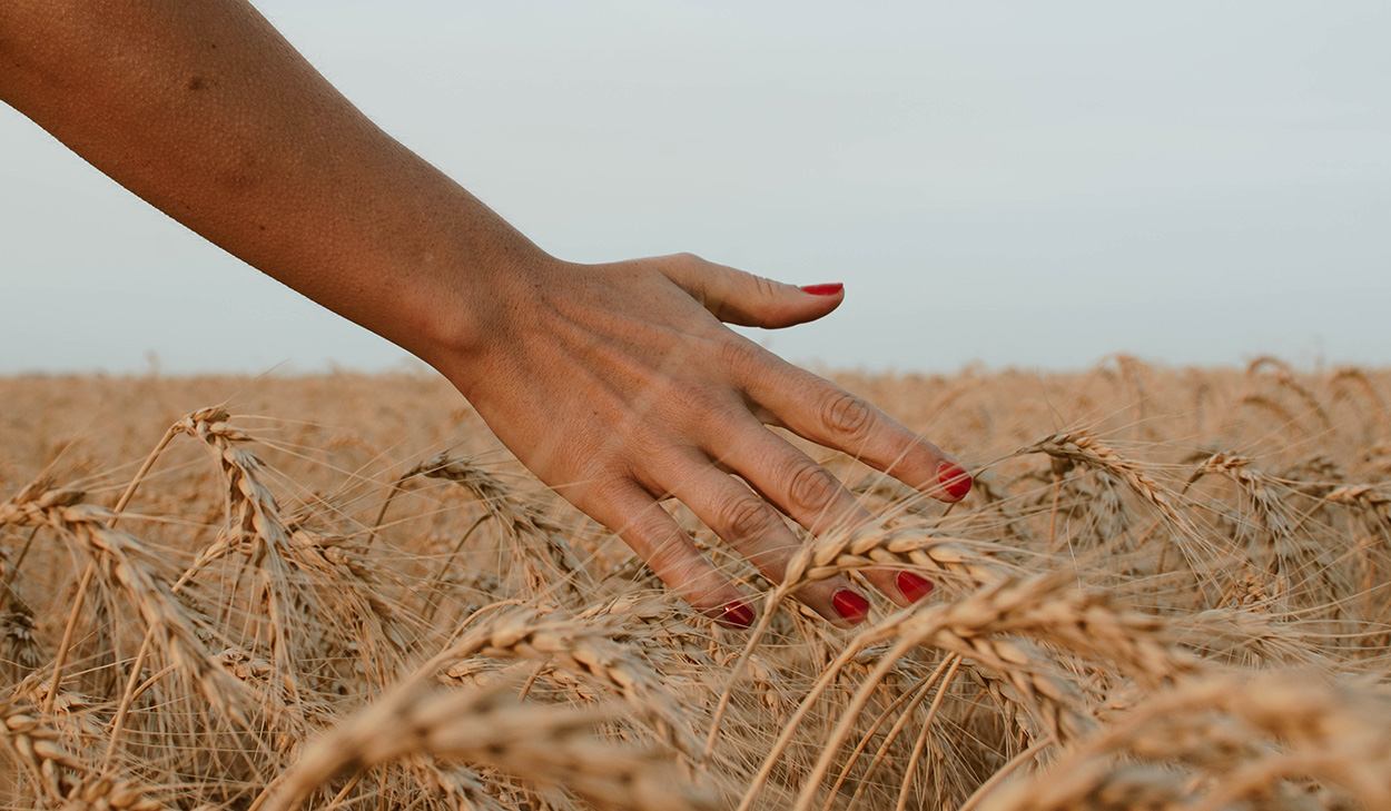 Hand touching wheat