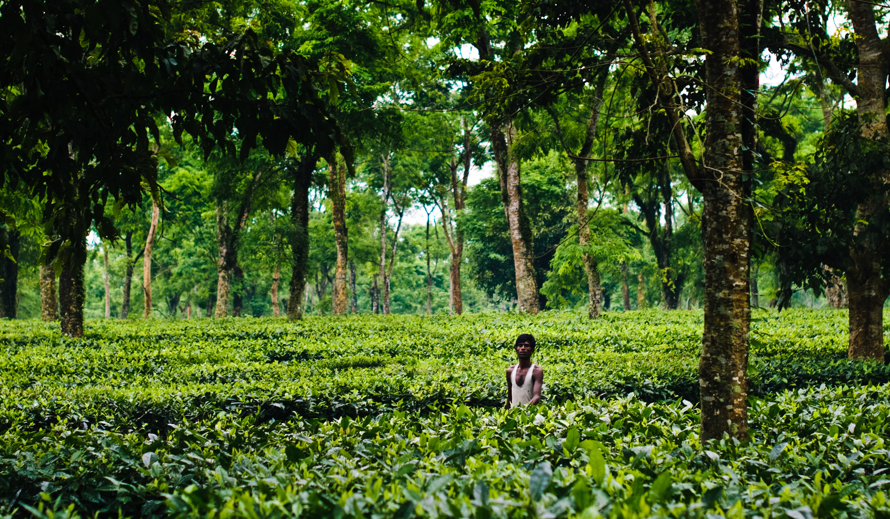 Man in forest field