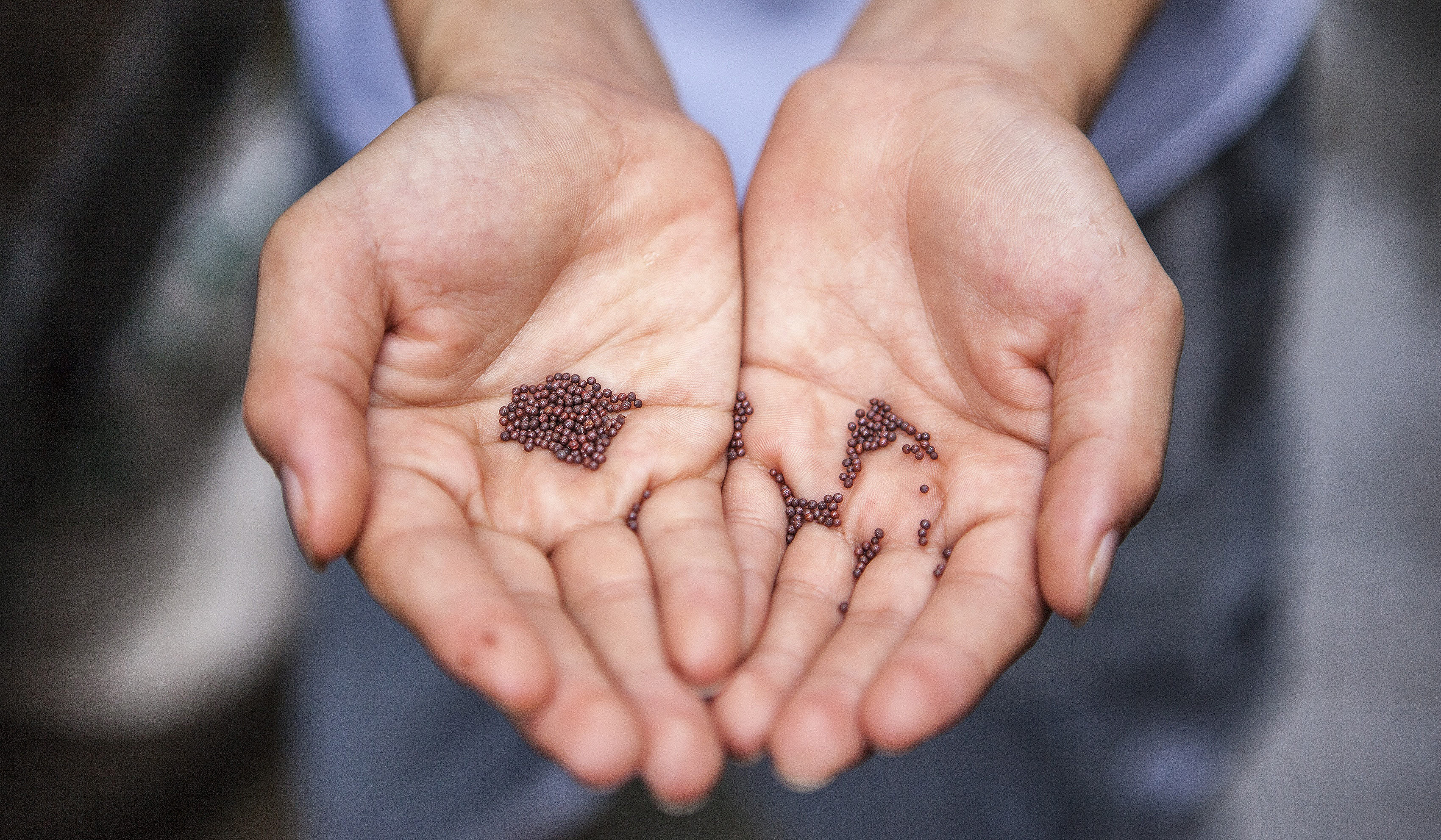 Hands holding seeds