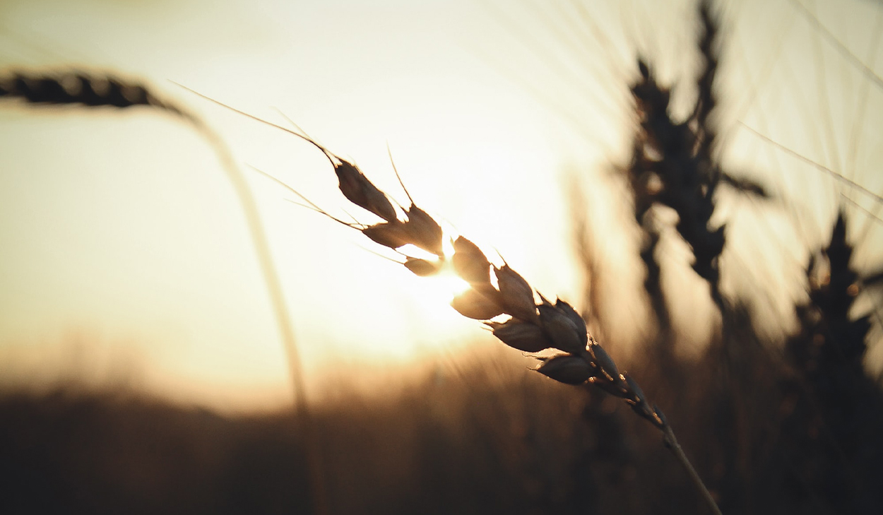 Wheat and sunlight