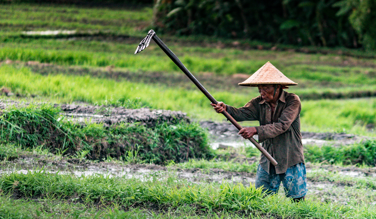 Man harvesting crops