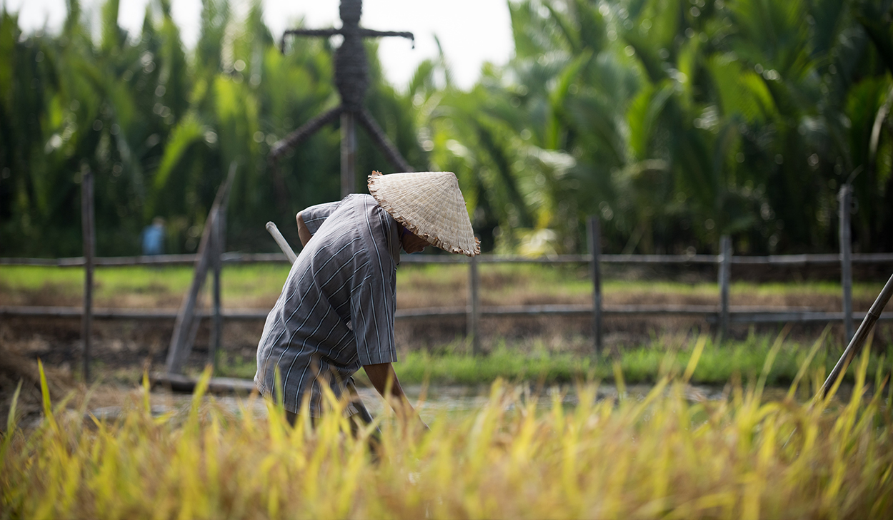 Man farming