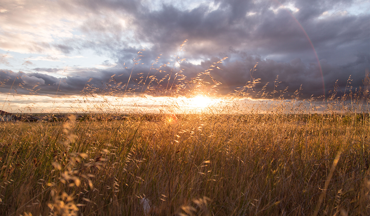 sunrise and a field