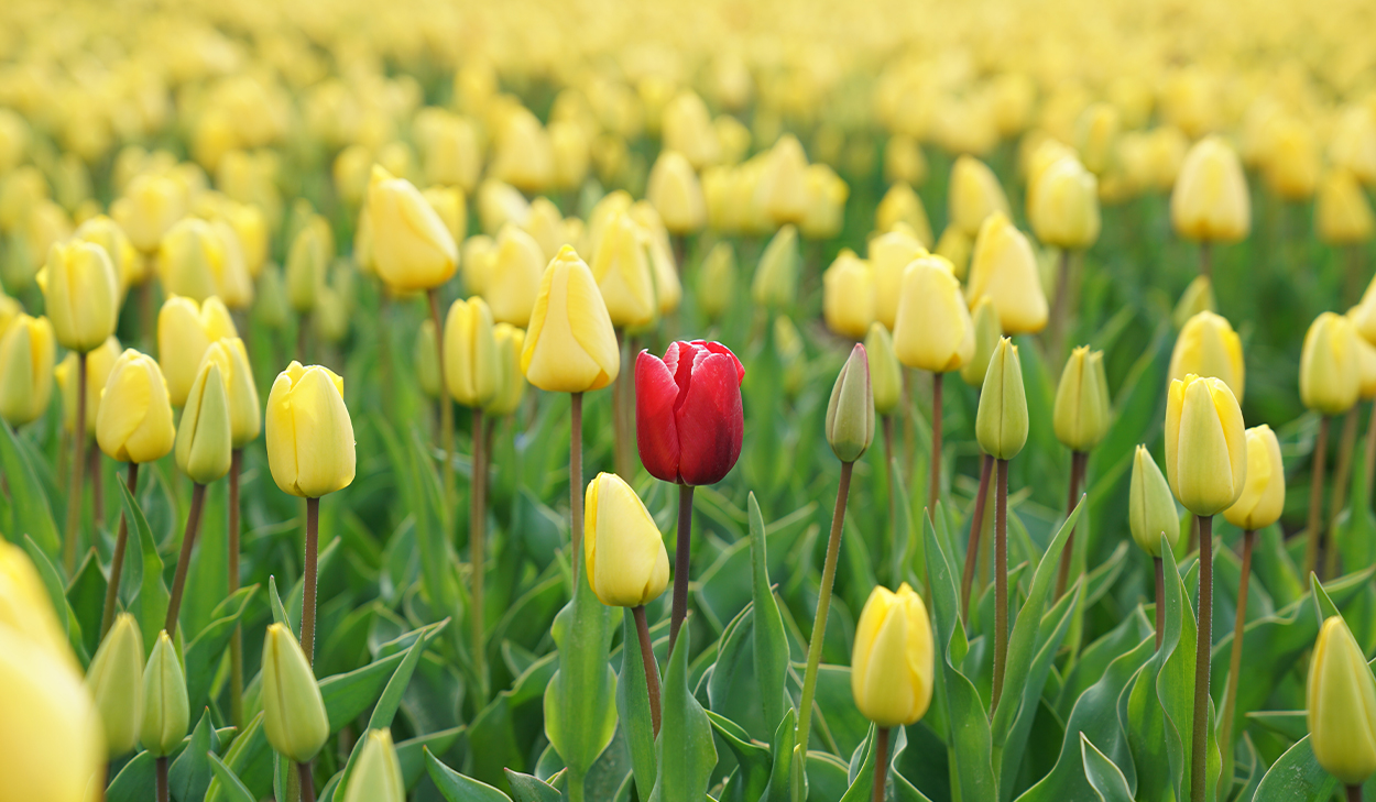 Tulips