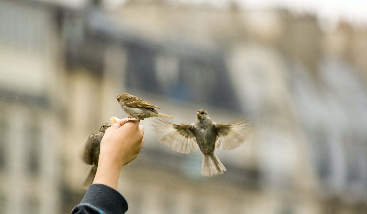 Birds flying near hand