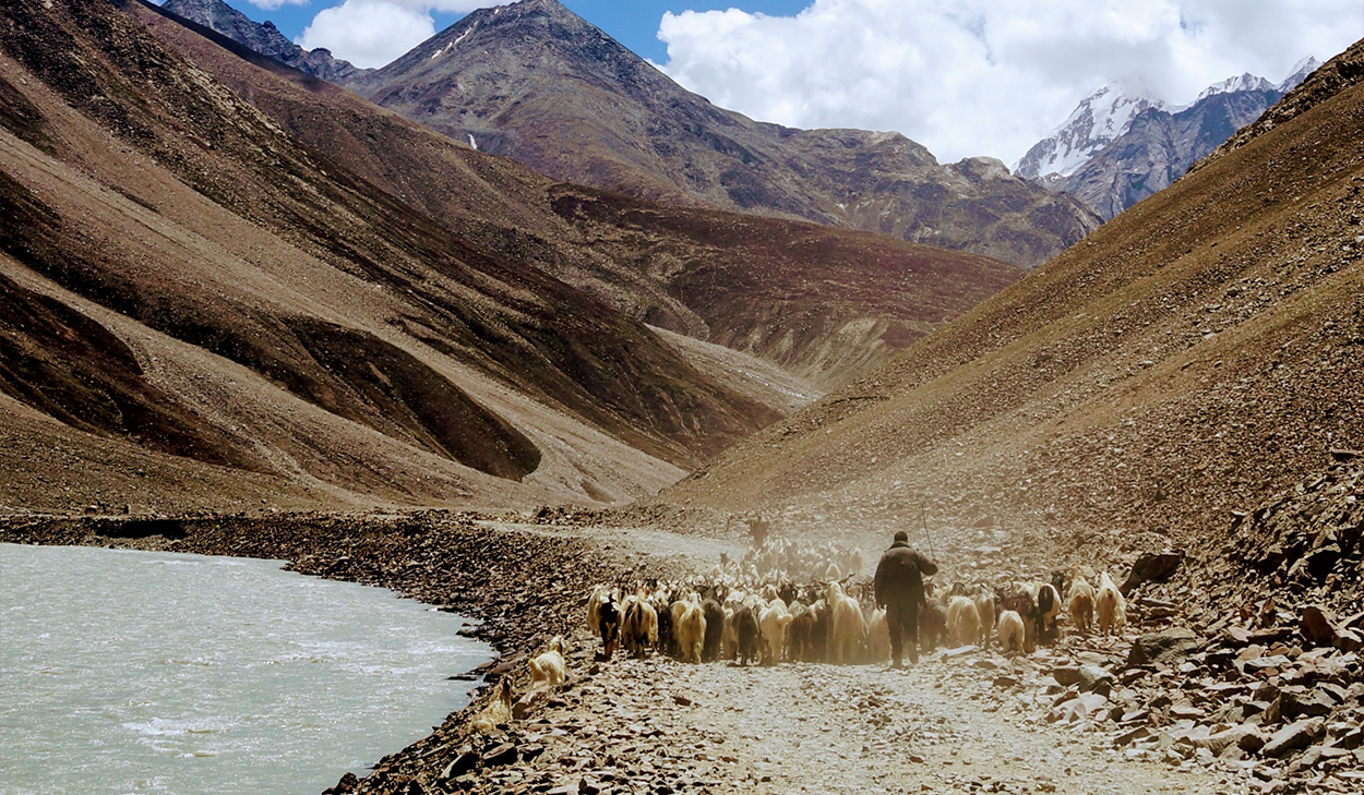 Shepherd herding livestock