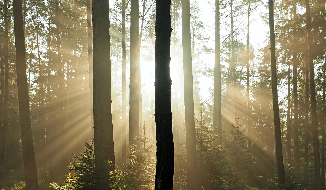 Sunlight through trees