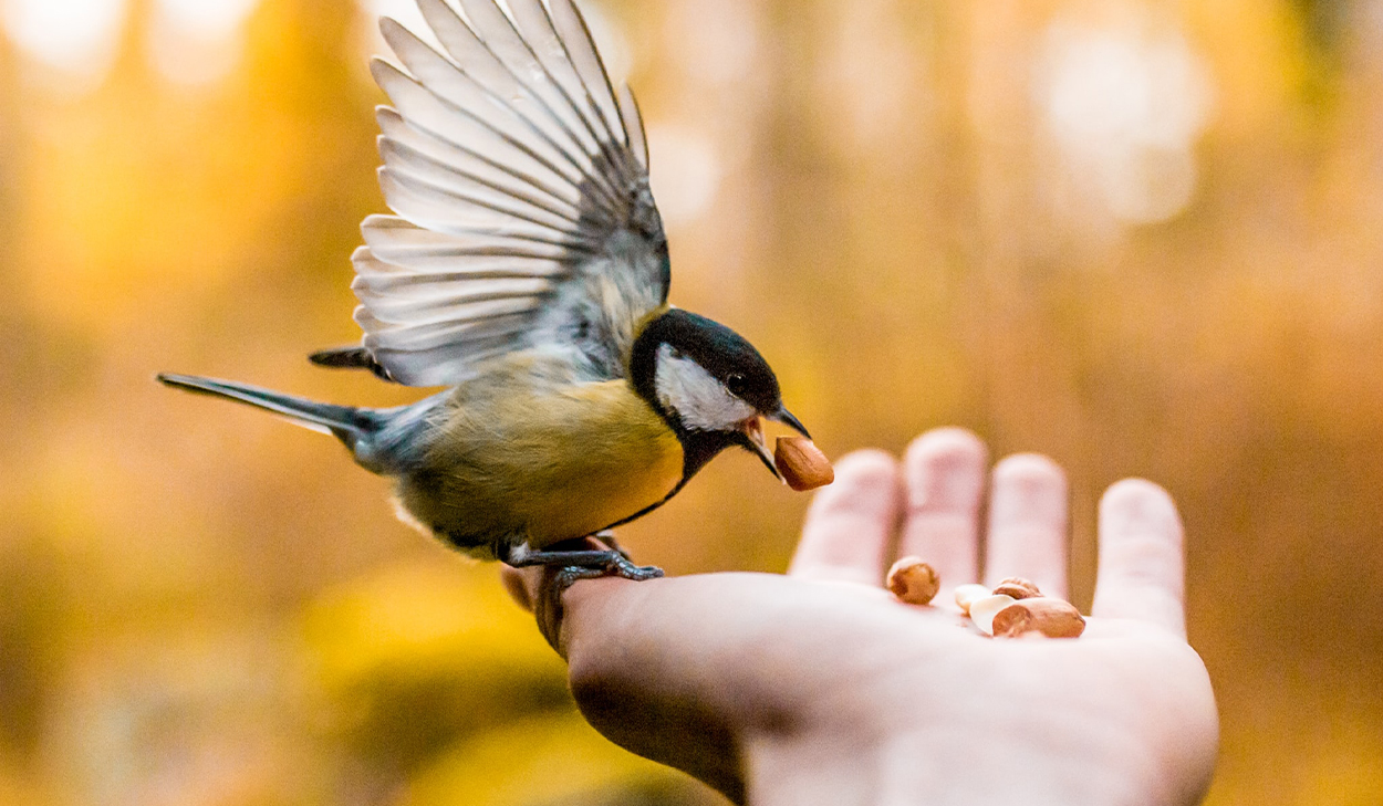 Feeding a bird