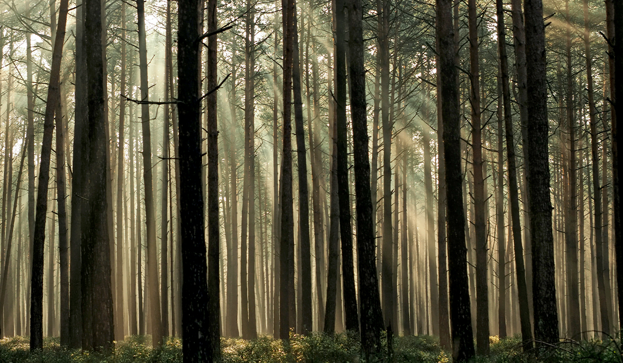 Sunlight through trees