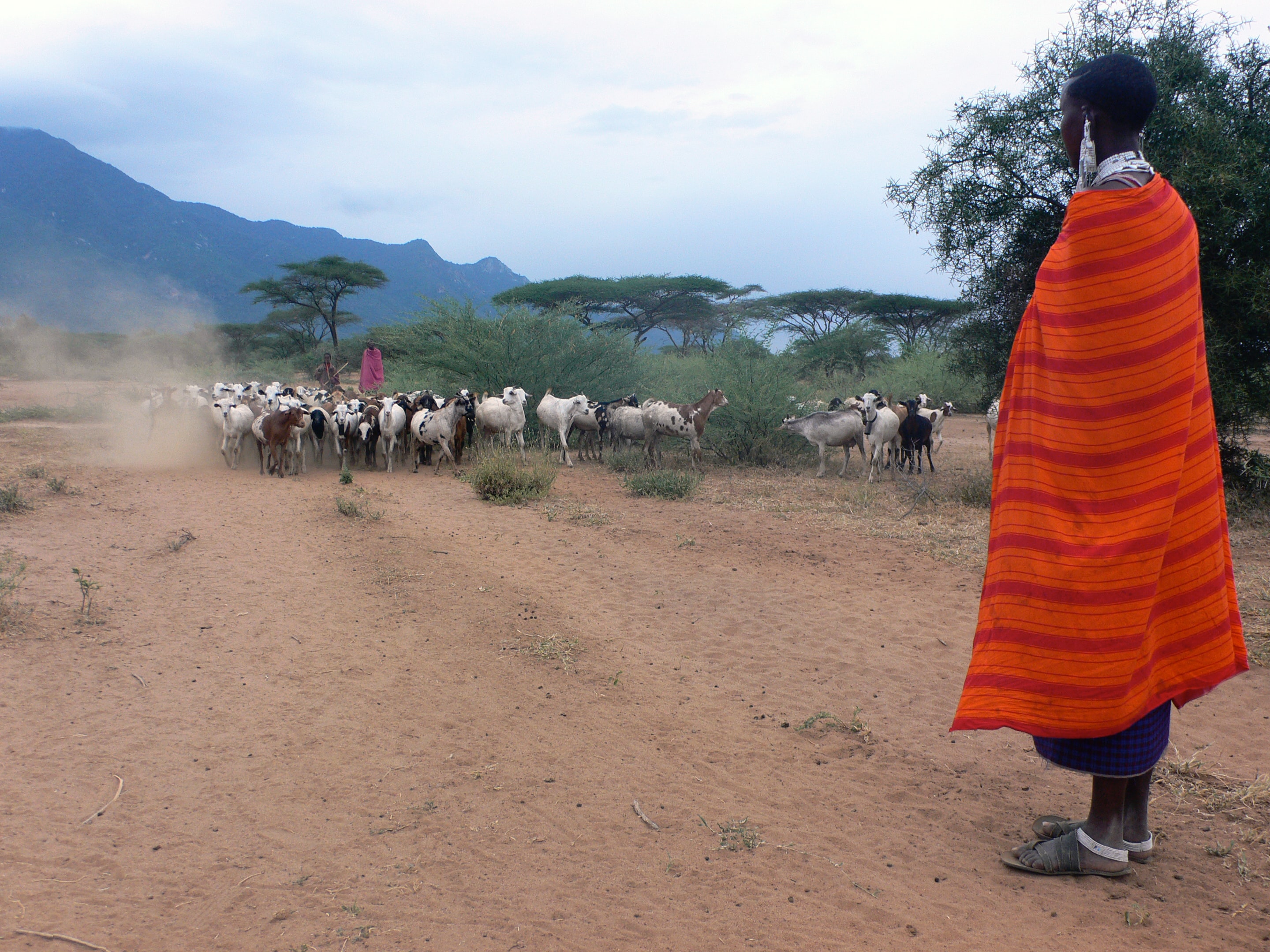 Massai woman walking goats
