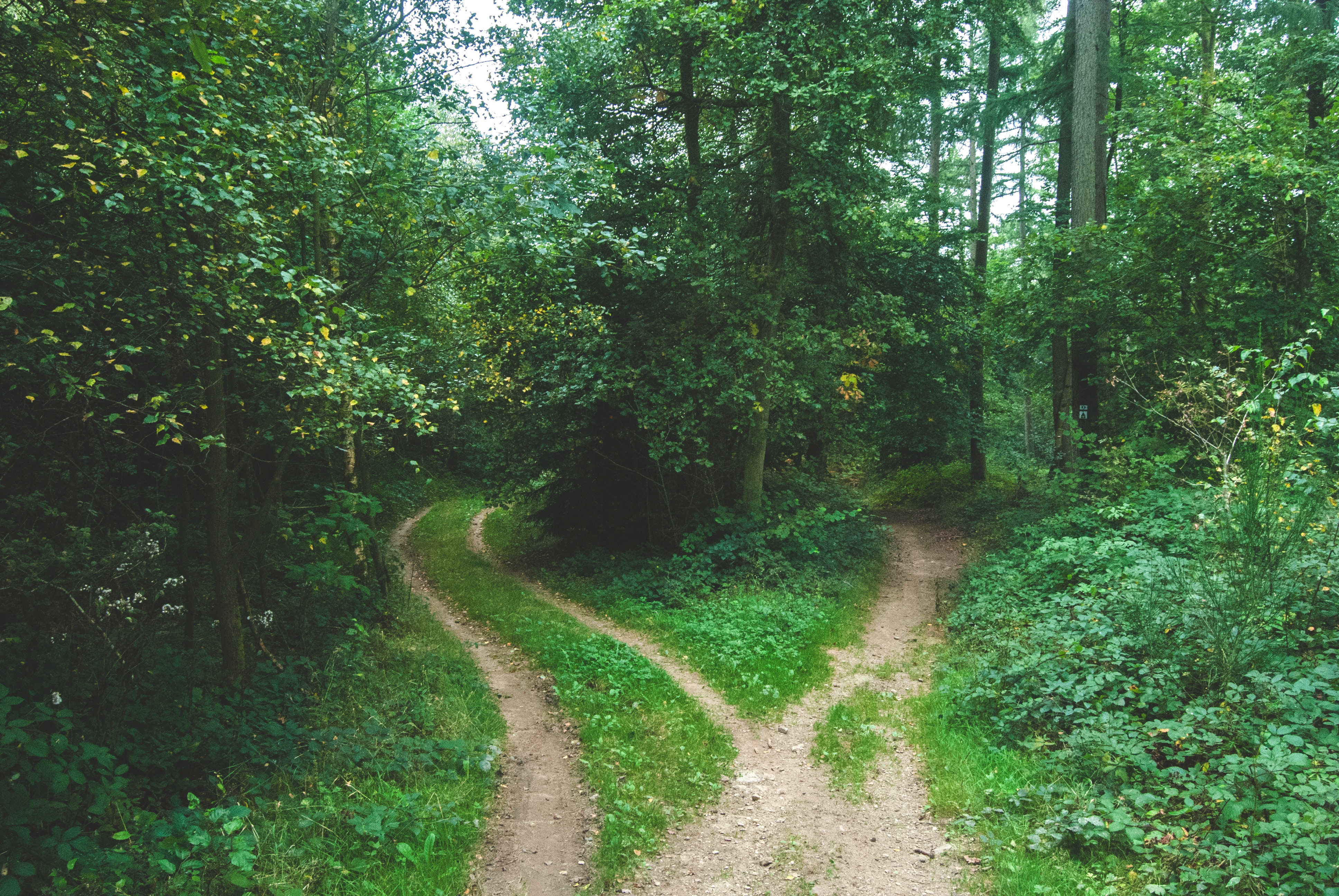 Two forest trails