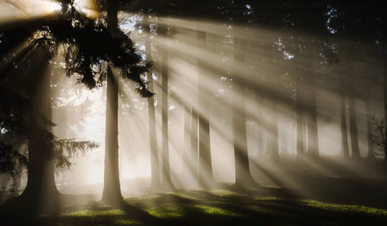 Light filtering through trees