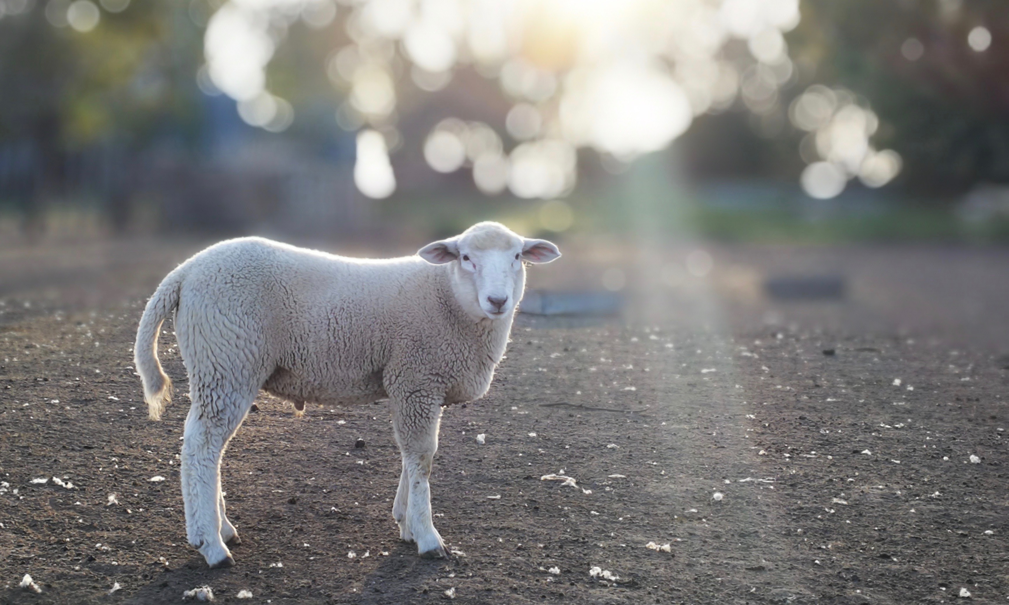 are-lambs-and-sheep-the-same-ouestny